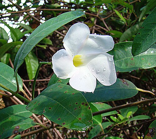 Mangrovevine: Rhabdadenia biflora