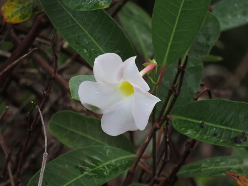 Mangrovevine (Rhabdadenia biflora)