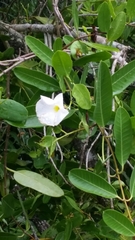 Mangrovevine (Rhabdadenia biflora)