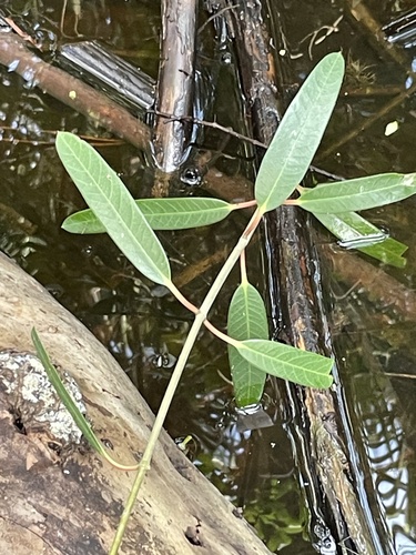 Mangrovevine (Rhabdadenia biflora)
