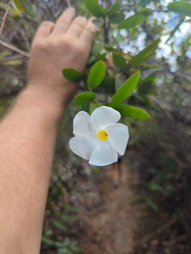 Mangrovevine (Rhabdadenia biflora)