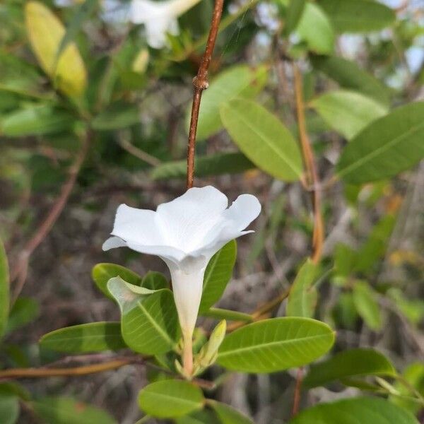 Mangrovevine (Rhabdadenia biflora)
