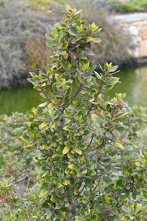 Mediterranean buckthorn: Mediterranean Buckthorn (Alaterno) ( Rhamnus alaternus ) in Cagliari, Italy.