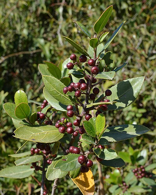 Mediterranean buckthorn: Mediterranean Buckthorn ( Rhamnus alaternus ) in Parc Natural de s'Albufera, Spain.