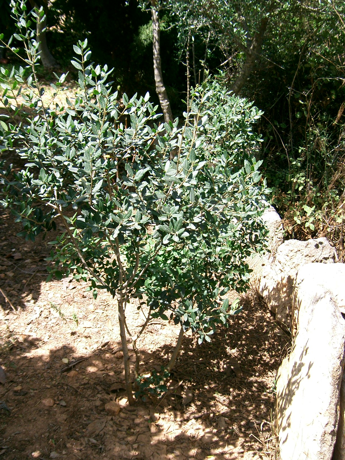 Mediterranean buckthorn: Aladern. Rhamnus alaternus . Son Carrió. Mallorca