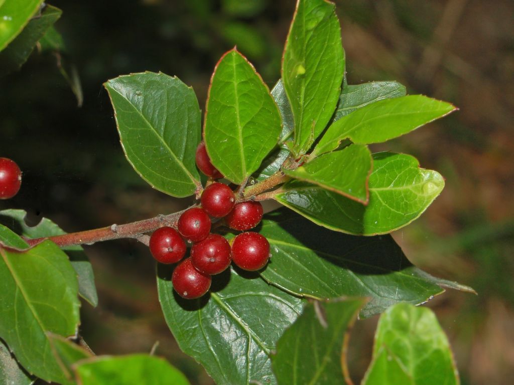 Mediterranean buckthorn: Rhamnus alaternus - Genova, Italy