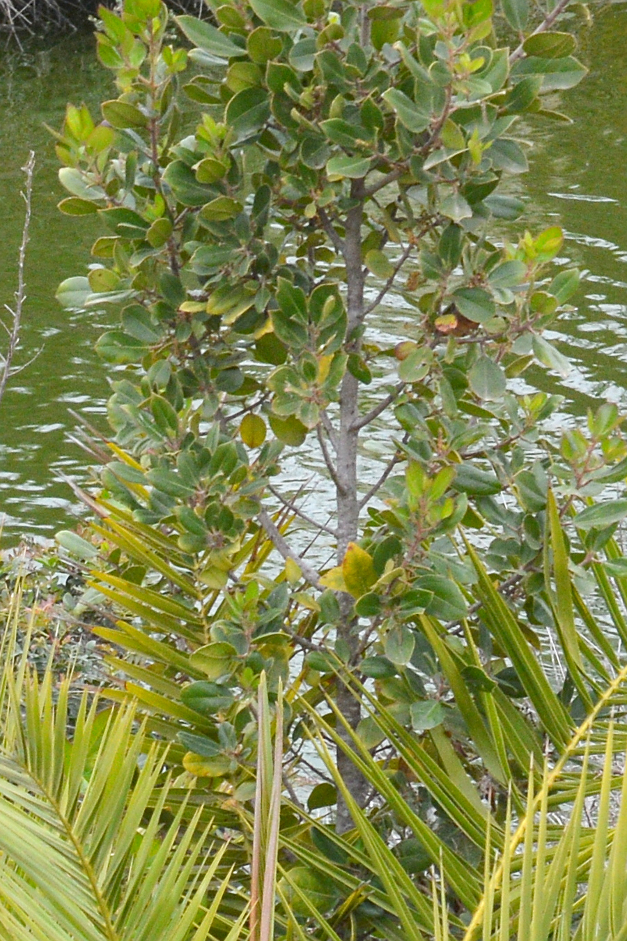 Mediterranean buckthorn: Mediterranean Buckthorn (Alaterno) ( Rhamnus alaternus ) in Cagliari, Italy.
