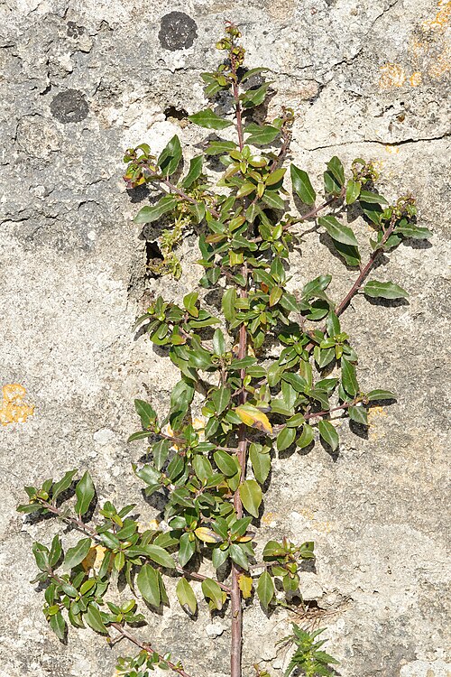 Mediterranean buckthorn: Mediterranean Buckthorn ( Rhamnus alaternus ) in Parc Natural de s'Albufera, Spain.