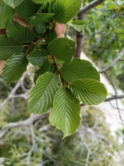 Rhamnus alpina (Rhamnus alpina)