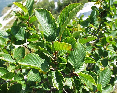 Rhamnus alpina: (en) Rhamnus alpina , a photography originating of the internet site http://sophy.u-3mrs.fr/ . The accord of the autor, H. Brisse, is here . (fr) Rhamnus alpina