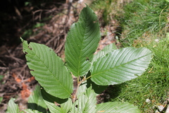 Rhamnus alpina (Rhamnus alpina)