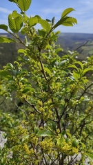 Rhamnus alpina (Rhamnus alpina)