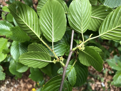 Rhamnus alpina (Rhamnus alpina)