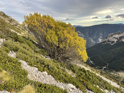 Rhamnus alpina (Rhamnus alpina)