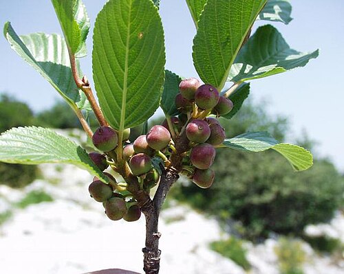 Rhamnus alpina: (en) Rhamnus alpina , a photography originating of the internet site http://sophy.u-3mrs.fr/ . The accord of the autor, H. Brisse, is here . (fr) Rhamnus alpina