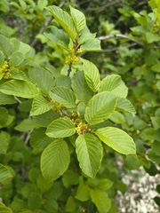 Rhamnus alpina (Rhamnus alpina)