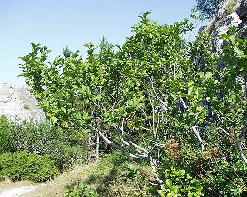Rhamnus alpina: (en) Rhamnus alpina , a photography originating of the internet site http://sophy.u-3mrs.fr/ . The accord of the autor, H. Brisse, is here . (fr) Rhamnus alpina