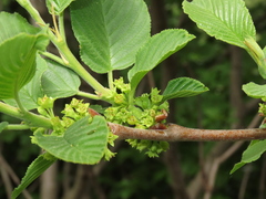 Rhamnus alpina (Rhamnus alpina)