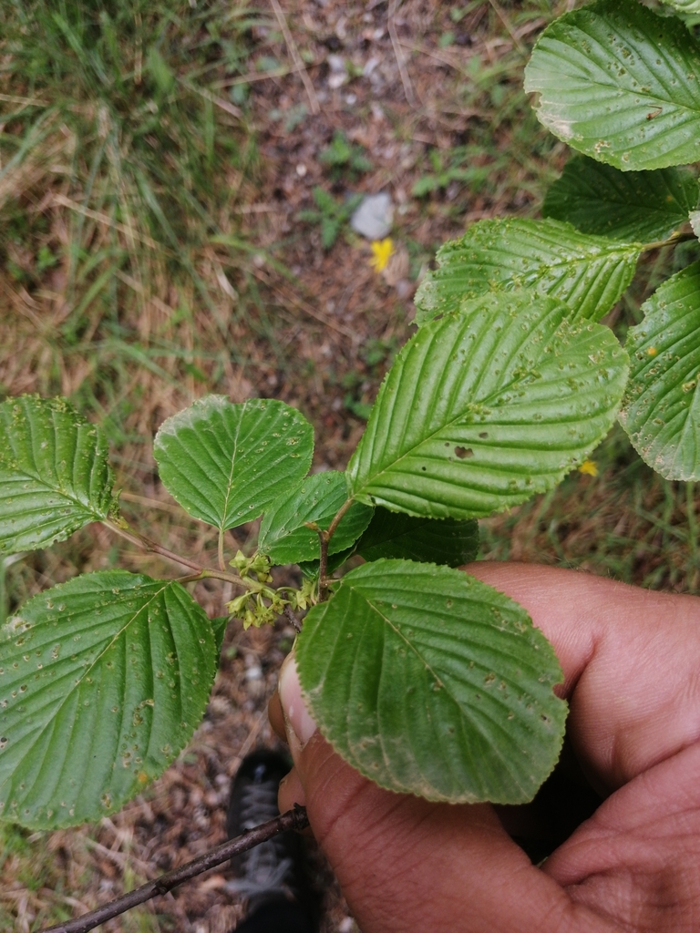 Rhamnus alpina (Rhamnus alpina)