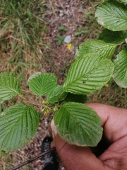 Rhamnus alpina (Rhamnus alpina)