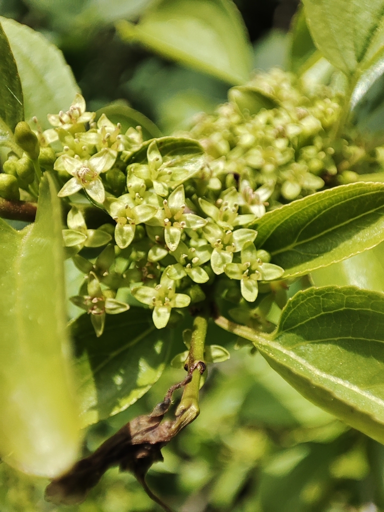 Common buckthorn (Rhamnus cathartica)