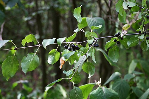Common buckthorn: Gewöhnlicher Kreuzdorn ( Rhamnus cathartica ), Kreuzdorngewächse (Rhamnaceae) - Österreich/Austria/Autriche: Niederösterreich, Weinviertel, „Steinbergwald“ zwis