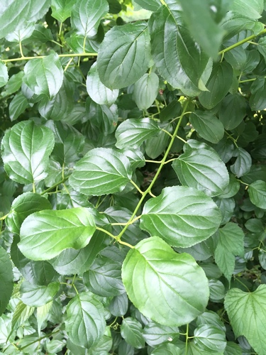 Common buckthorn (Rhamnus cathartica)