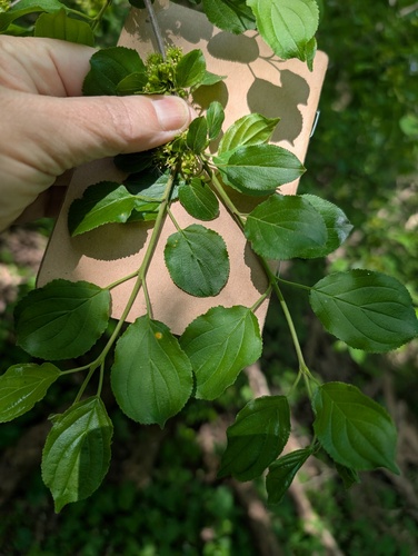 Common buckthorn (Rhamnus cathartica)