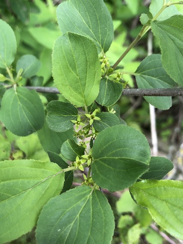 Common buckthorn (Rhamnus cathartica)