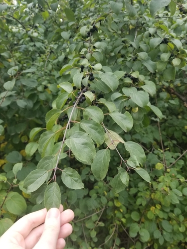 Common buckthorn (Rhamnus cathartica)