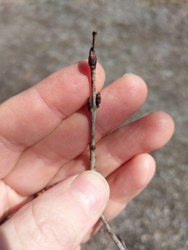 Common buckthorn (Rhamnus cathartica)