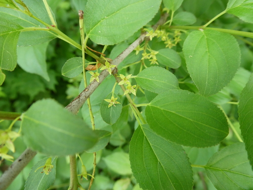 Common buckthorn (Rhamnus cathartica)