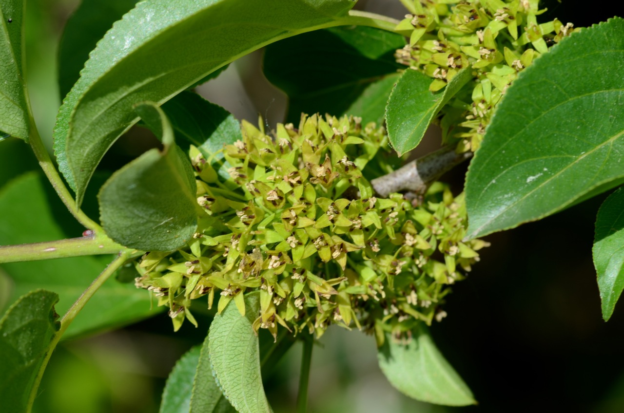 Common buckthorn: Rhamnus cathartica