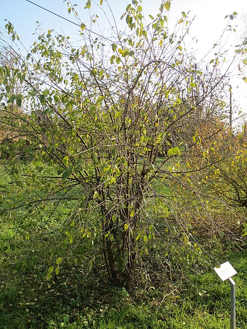 Common buckthorn: Kreuzdorn ( Rhamnus cathartica ) in Schwetzingen