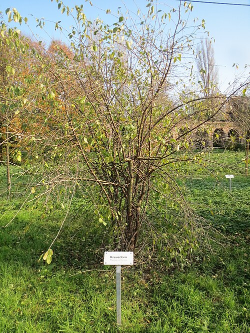 Common buckthorn: Kreuzdorn ( Rhamnus cathartica ) in Schwetzingen