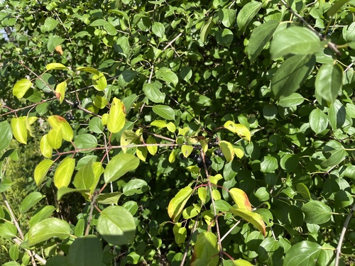 Common buckthorn (Rhamnus cathartica)