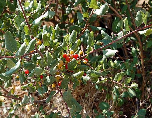 Redberry buckthorn: Rhamnus crocea from Rackensack Canyon, Maricopa County, Arizona, USA. Holly-leaf Buckthorn.