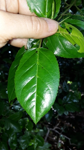 Rhamnus glandulosa (Rhamnus glandulosa)