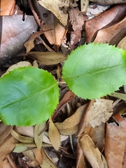 Rhamnus glandulosa (Rhamnus glandulosa)