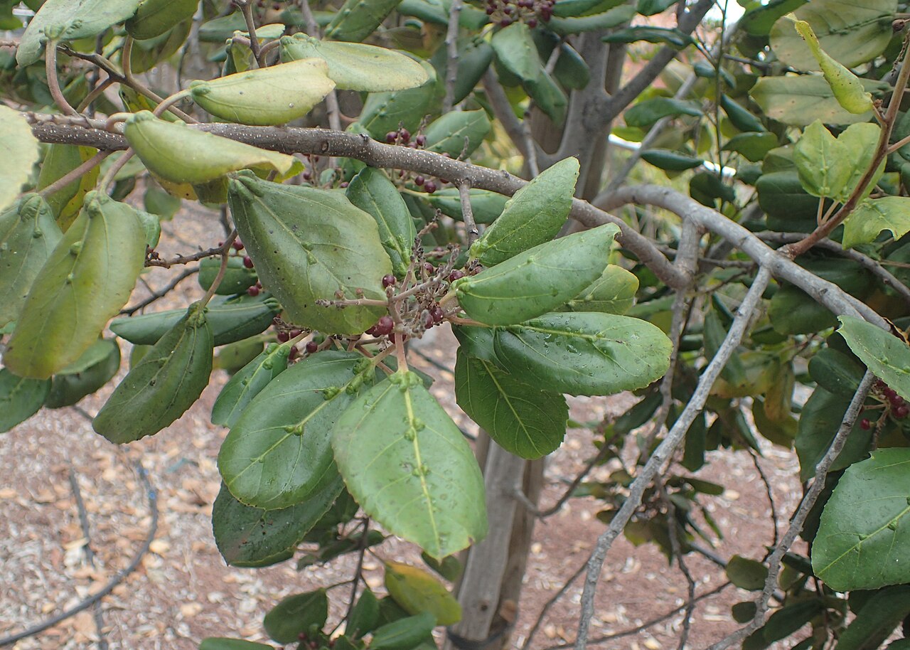 Rhamnus glandulosa: Rhamnus glandulosa in Jardines Juan Acosta Rodríguez, Orotava, Tenerife