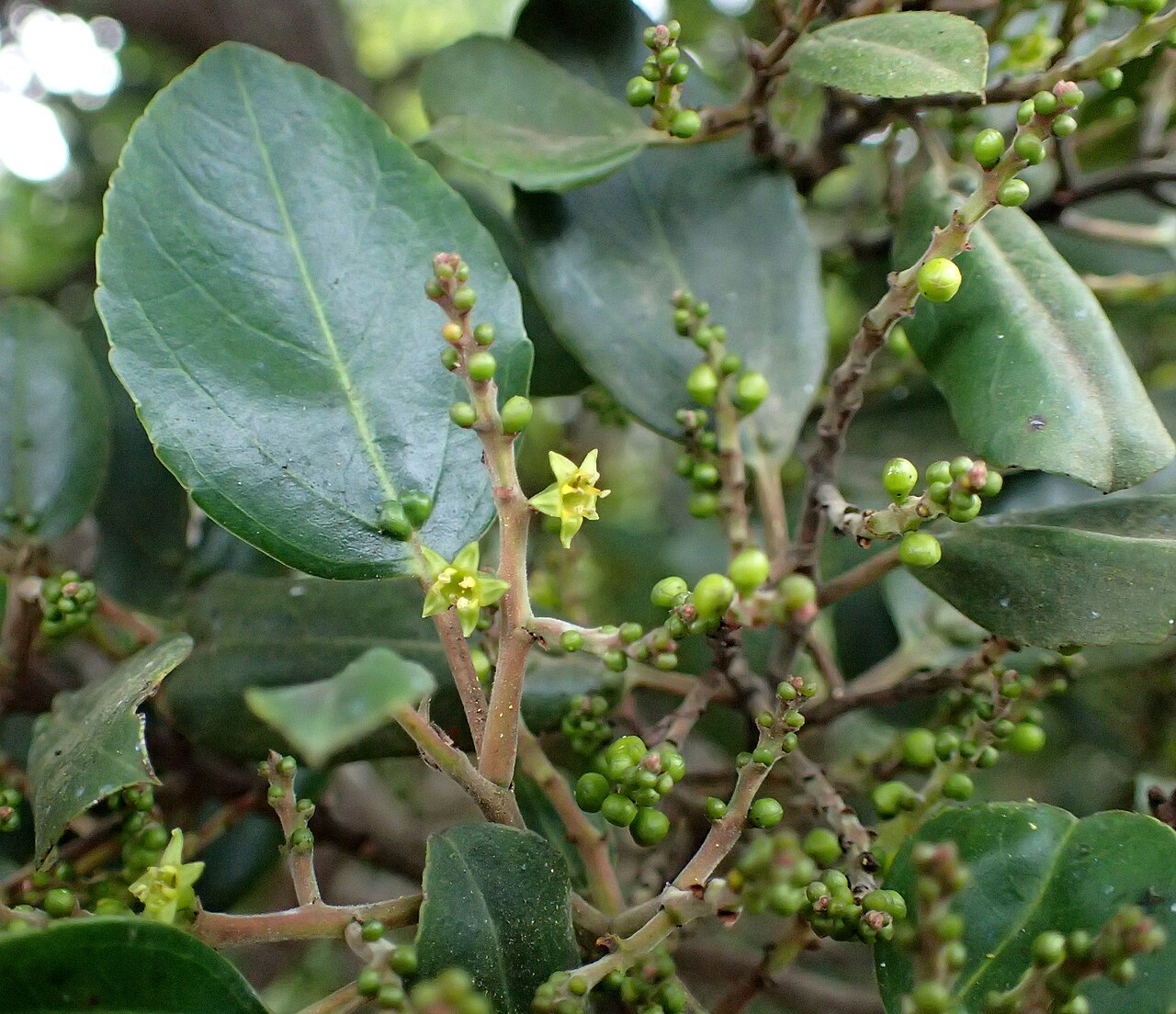 Rhamnus glandulosa: Rhamnus glandulosa in Anaga Mountains, NE Tenerife, Canary Islands