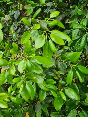Rhamnus glandulosa (Rhamnus glandulosa)