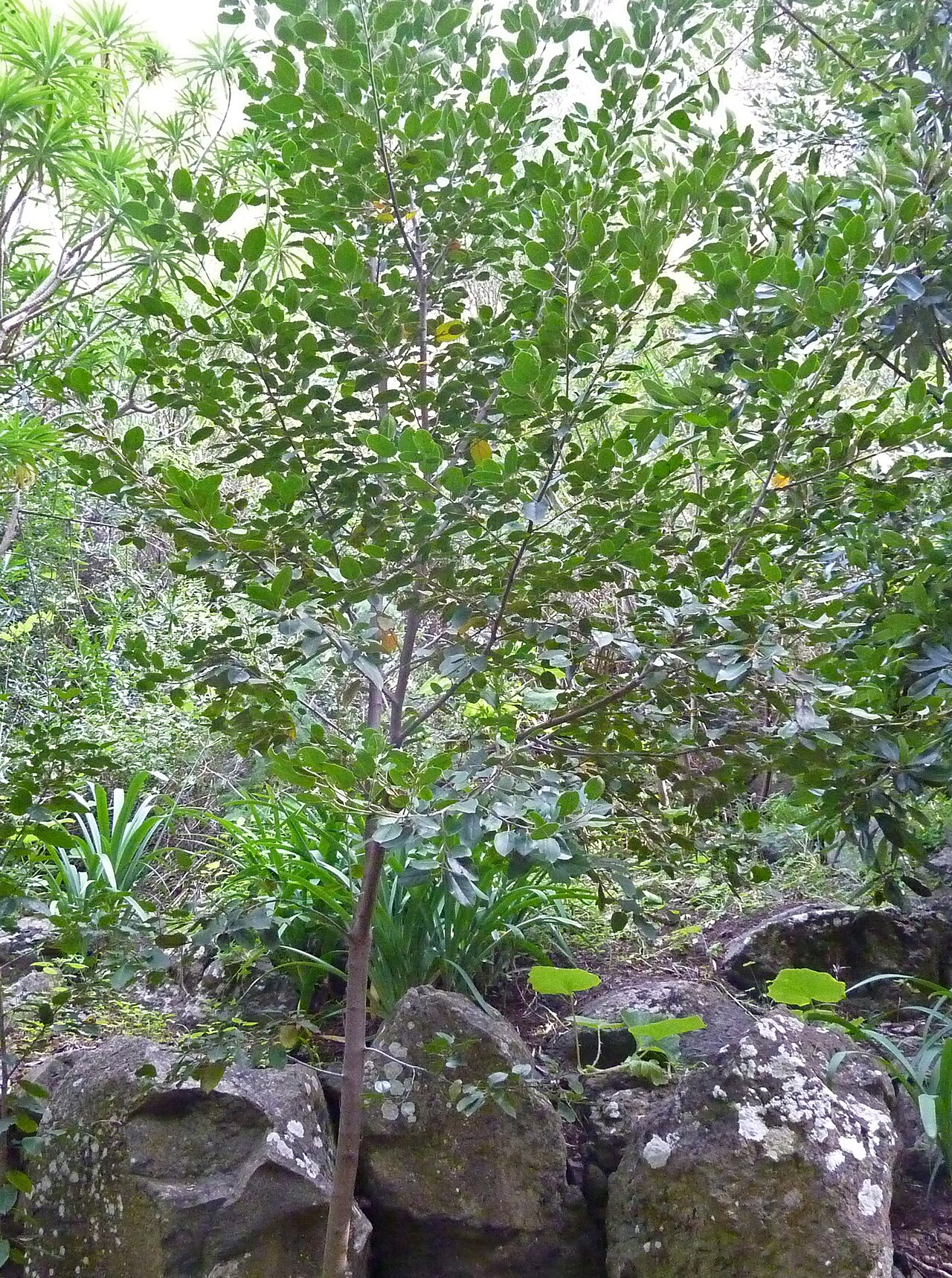 Rhamnus glandulosa: Rhamnus glandulosa in the Jardín Botánico Canario Viera y Clavijo .