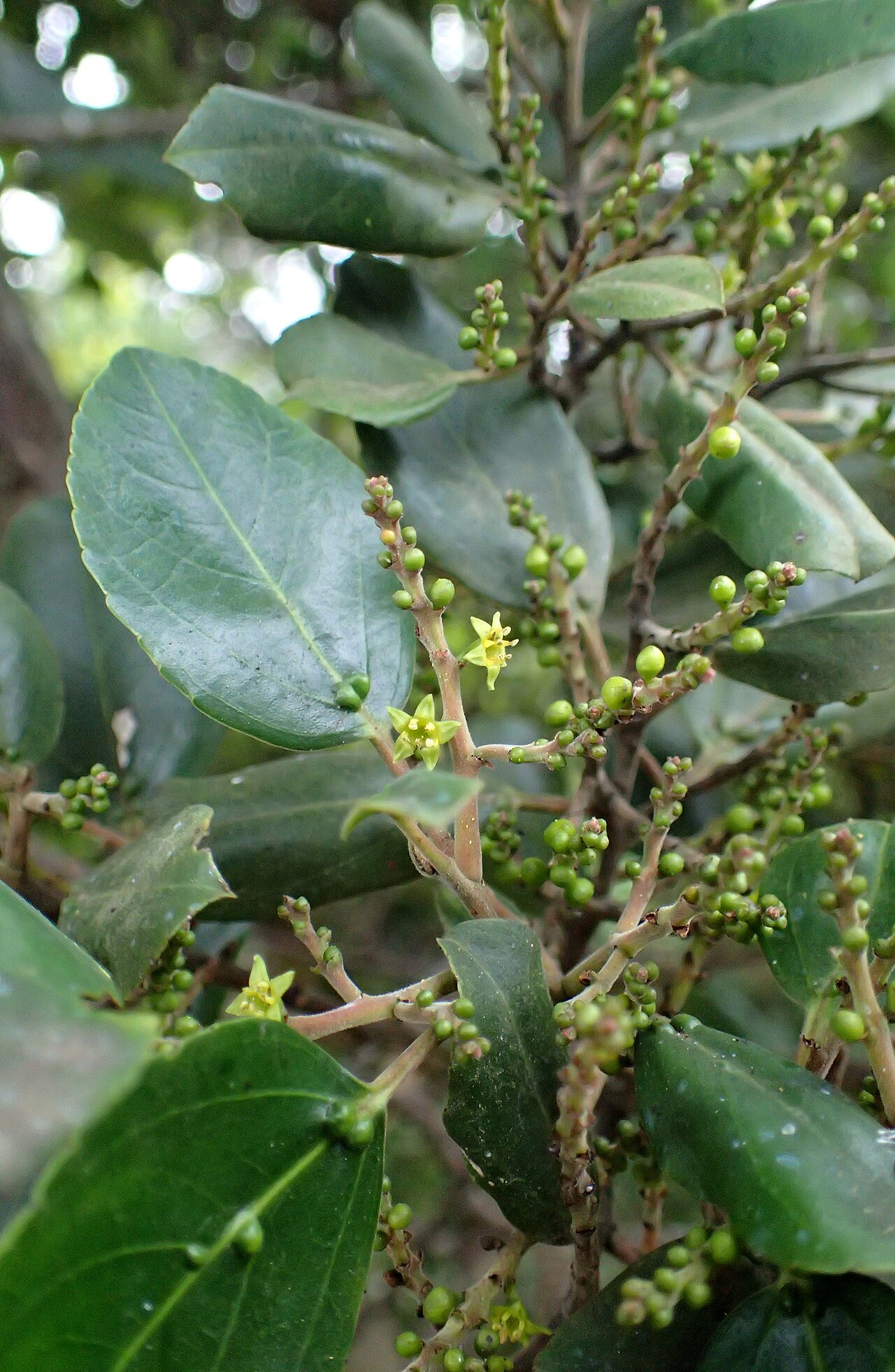 Rhamnus glandulosa: Rhamnus glandulosa in Anaga Mountains, NE Tenerife, Canary Islands