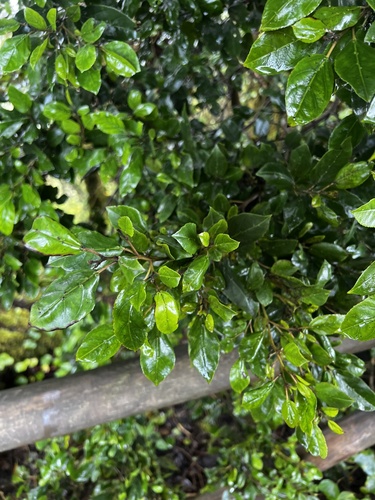 Rhamnus glandulosa (Rhamnus glandulosa)
