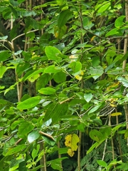 Rhamnus glandulosa (Rhamnus glandulosa)