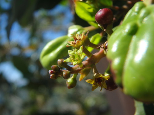 Rhamnus glandulosa (Rhamnus glandulosa)