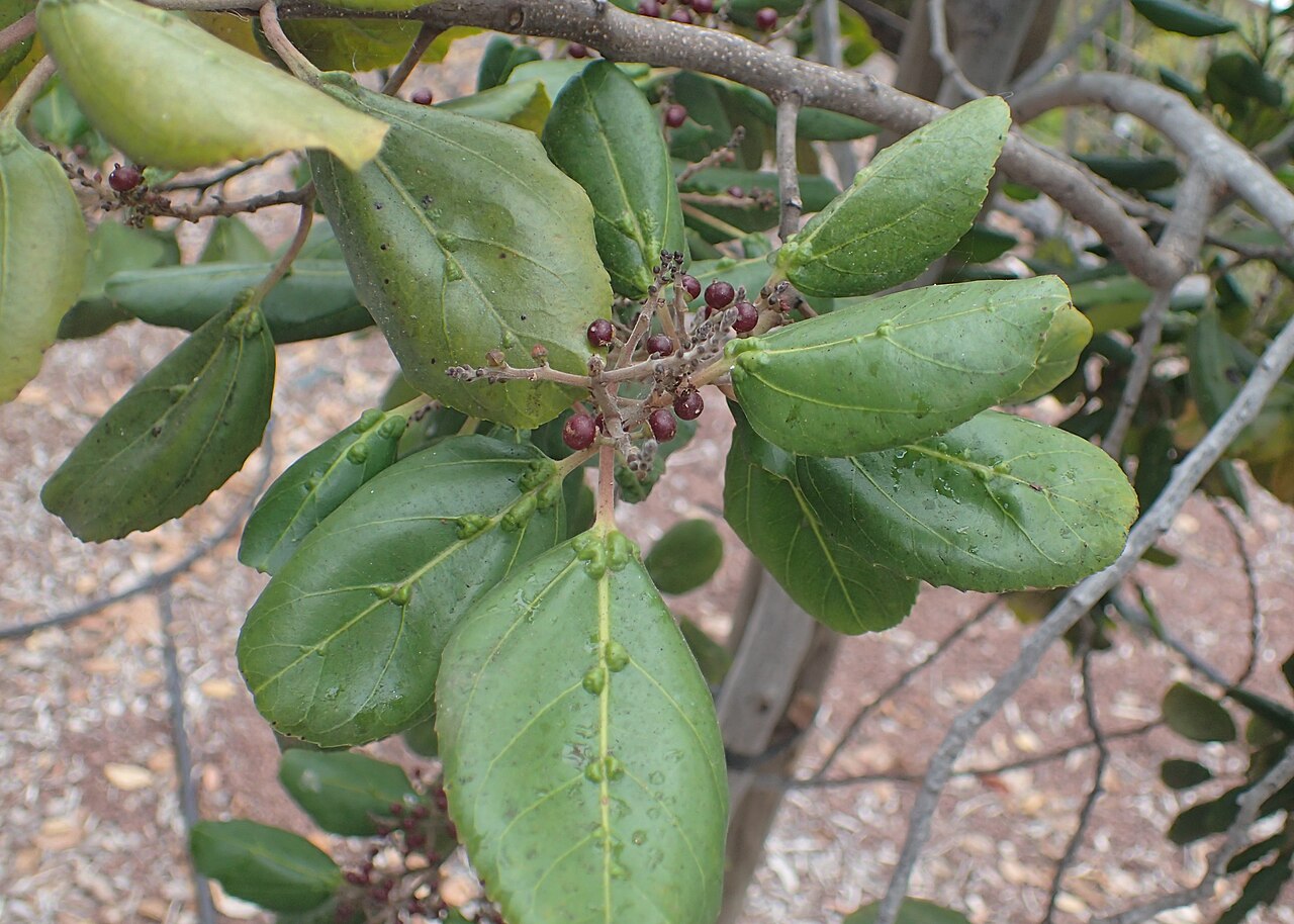 Rhamnus glandulosa: Rhamnus glandulosa in Jardines Juan Acosta Rodríguez, Orotava, Tenerife