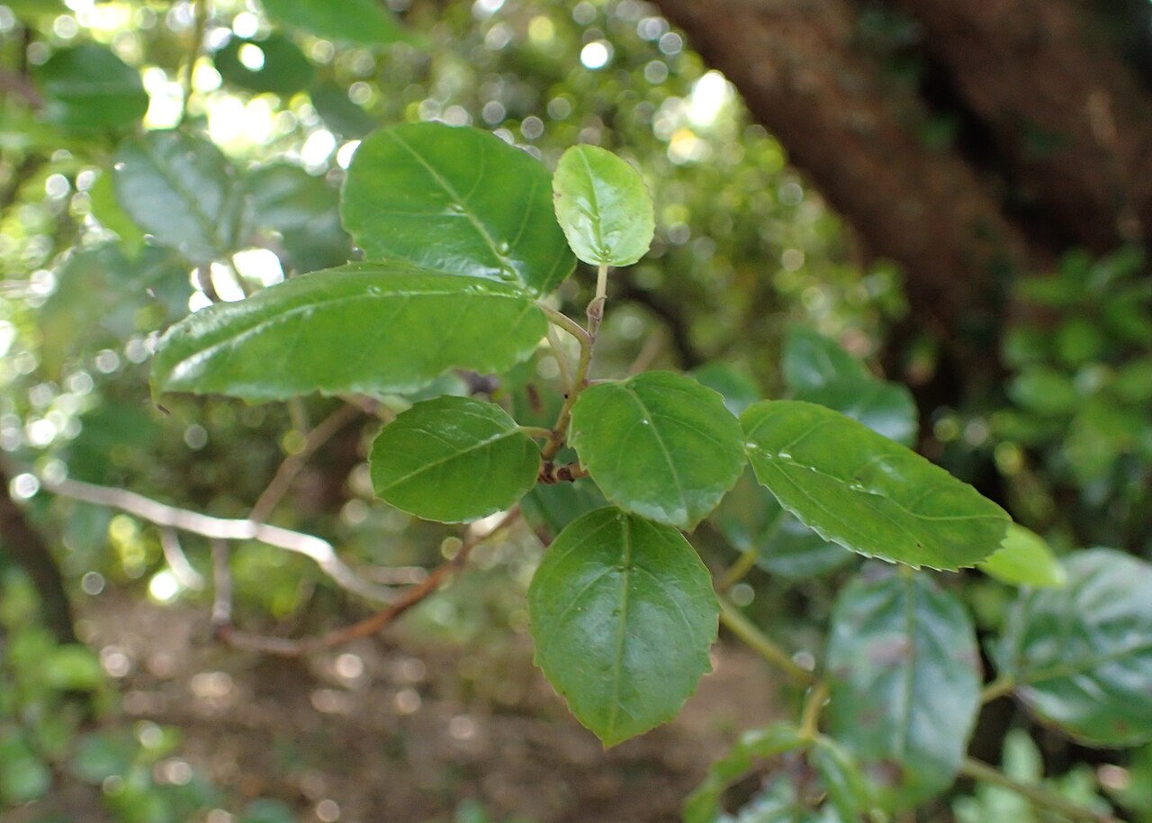 Rhamnus glandulosa: Rhamnus glandulosa at Mirador Cruz del Carmen, Tenerife, Canary Islands