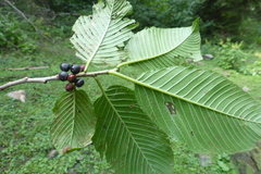 Rhamnus imeretina (Rhamnus imeretina)